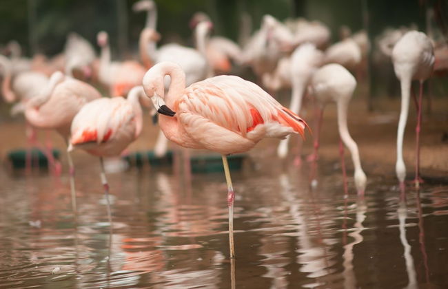 Parque das Aves Ticket - Photo 5